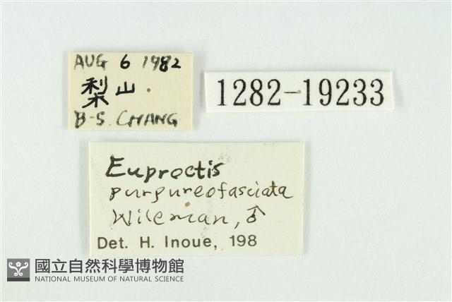 寬紋黃毒蛾藏品圖，第3張