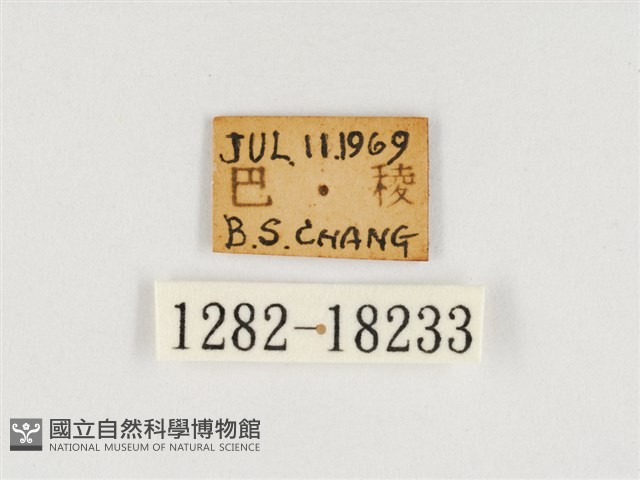 臺灣翠蛺蝶藏品圖，第3張