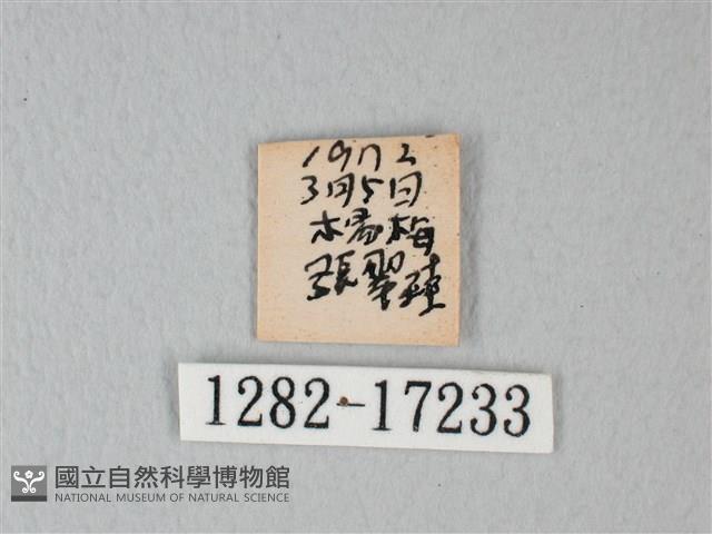 白粉蝶、紋白蝶藏品圖，第3張