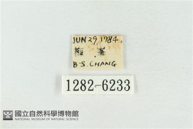 臺灣銀斑異波紋蛾藏品圖，第3張