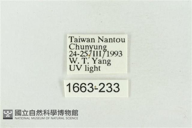 帶波紋蛾藏品圖，第3張