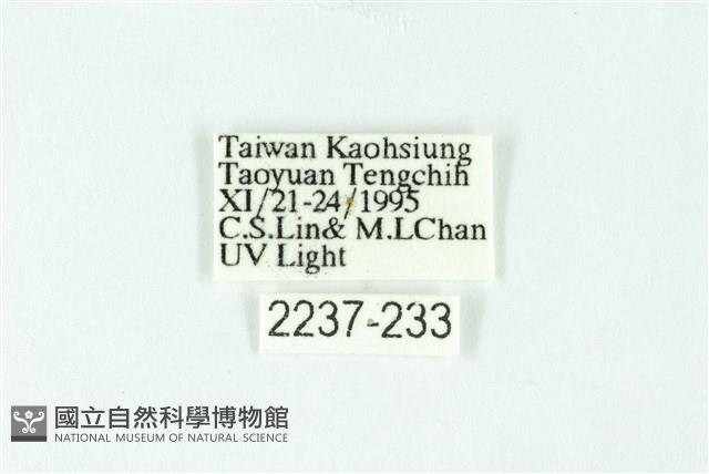 三條橙燈蛾藏品圖，第3張