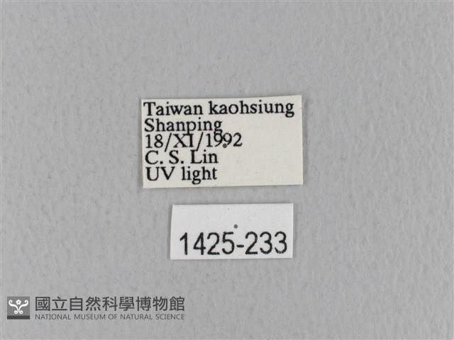 青枯葉蛾藏品圖，第3張