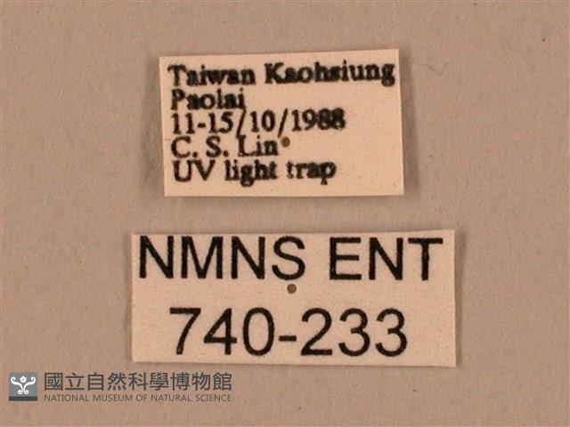 棕綠背線天蛾藏品圖，第3張