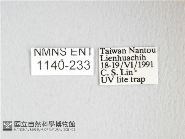 凹角鉤蛾藏品圖，第3張