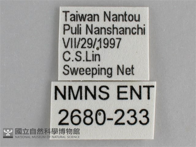 鋸粉蝶藏品圖，第3張