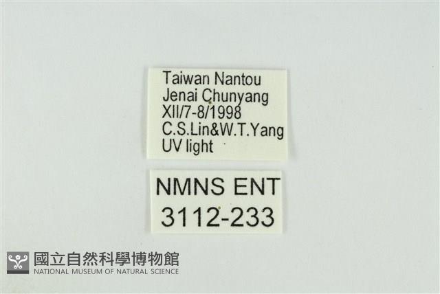 黑翅黃毒蛾藏品圖，第3張