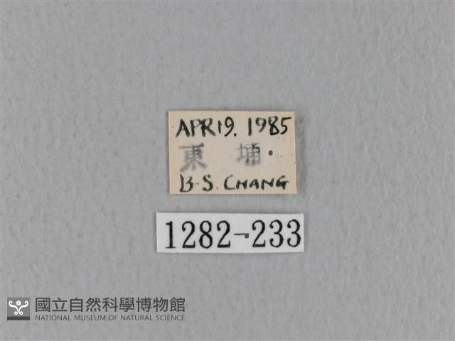 青枯葉蛾藏品圖，第3張