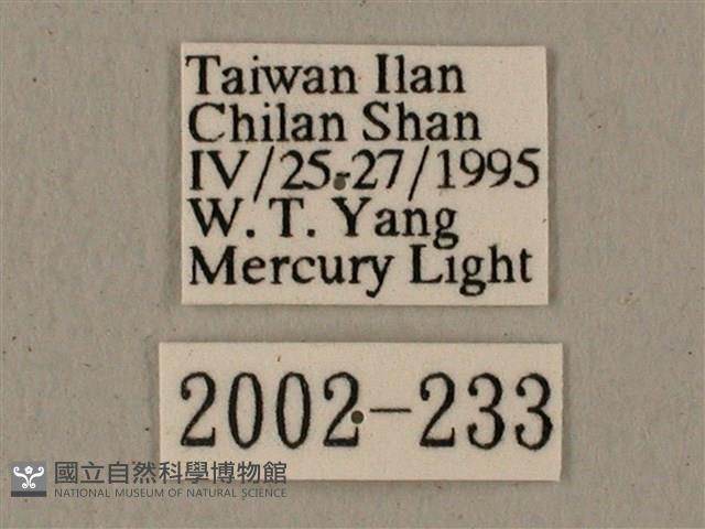 全緣缺角天蛾藏品圖，第3張