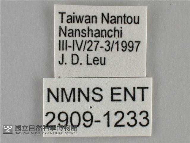 纖粉蝶、黑點粉蝶藏品圖，第3張