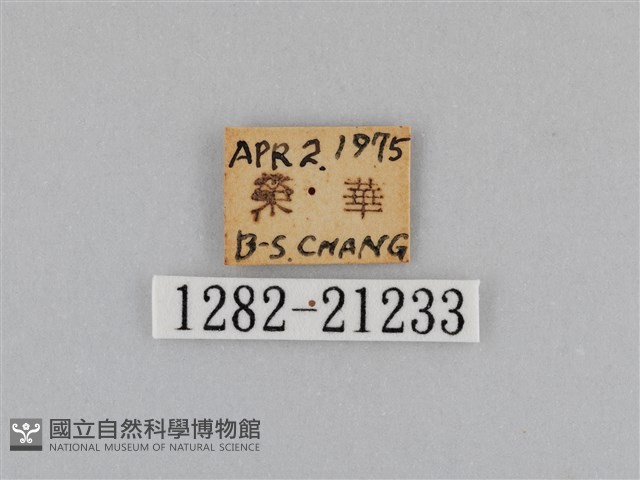 紫帶眉眼蝶藏品圖，第3張