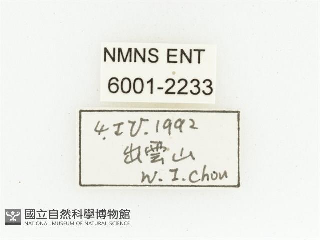 黑斑陷紋金龜藏品圖，第2張