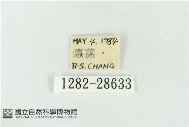 連珠波紋蛾藏品圖，第3張