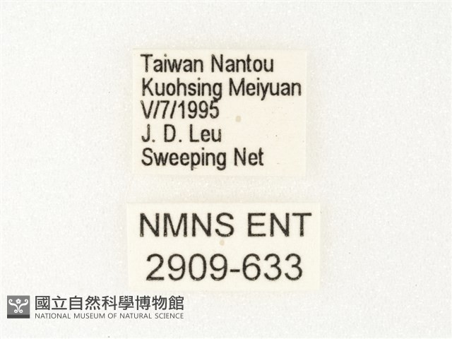 流星蛺蝶藏品圖，第3張