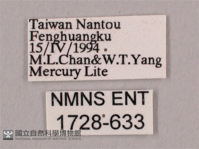 直翅六點天蛾藏品圖，第3張