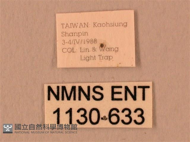 暗綠白腰天蛾藏品圖，第3張