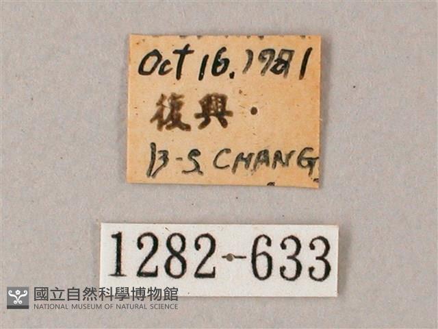 臺灣白肩天蛾藏品圖，第3張