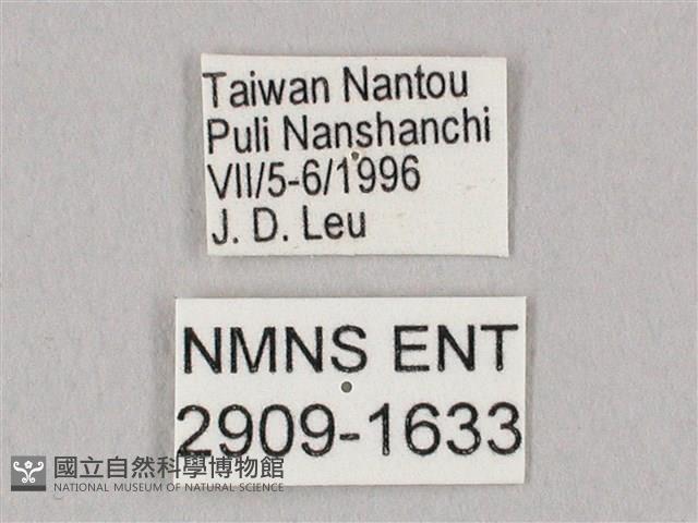 栗六點天蛾藏品圖，第3張