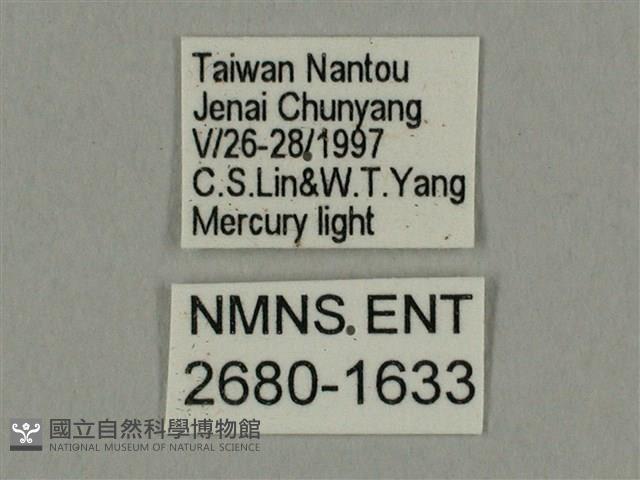 棕綠背線天蛾藏品圖，第3張