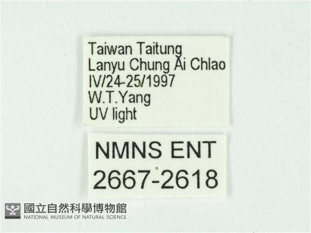 叉紋閃舞蛾藏品圖，第3張