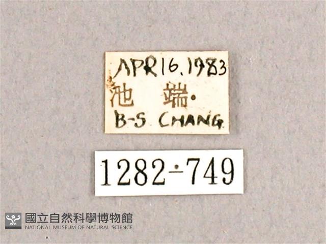 枯球籮紋蛾藏品圖，第3張