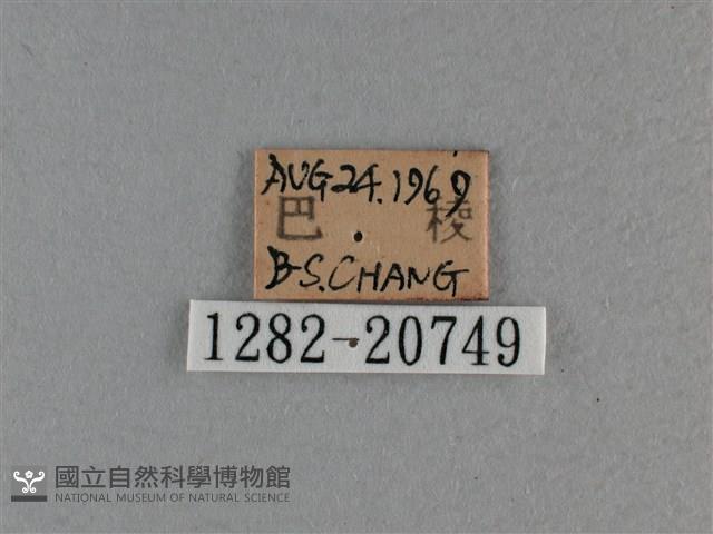 玉帶弄蝶藏品圖，第3張