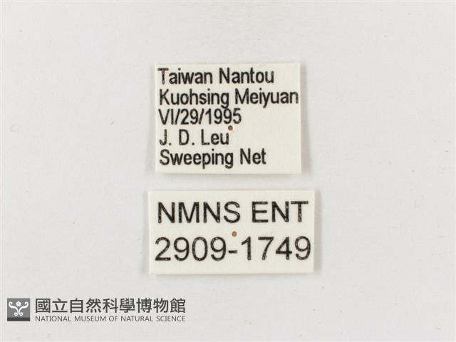雙尾蛺蝶藏品圖，第3張