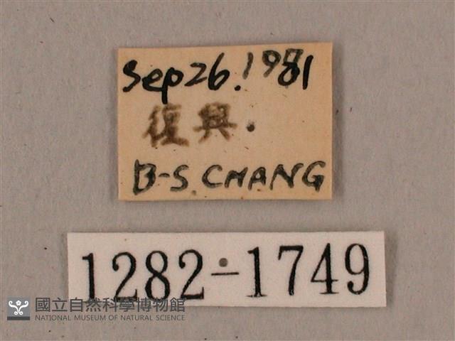 灰紋長喙天蛾藏品圖，第3張