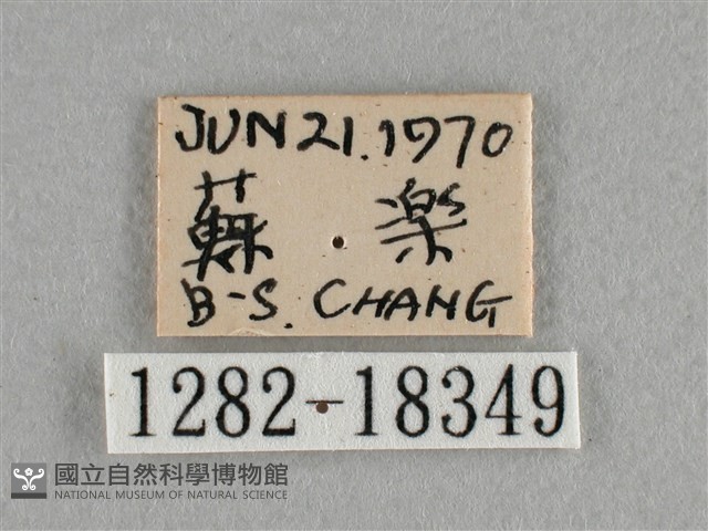 異色尖粉蝶藏品圖，第3張