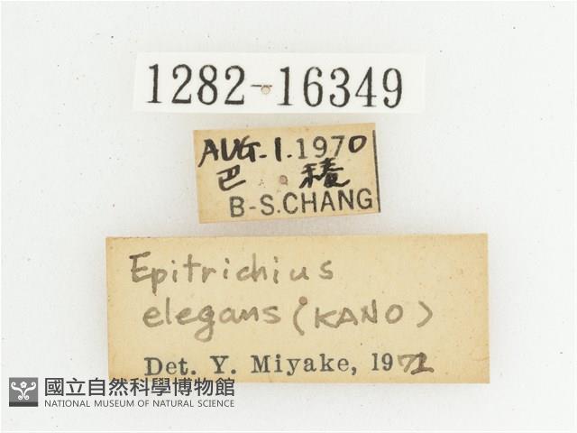 綠艷長腳花金龜藏品圖，第2張