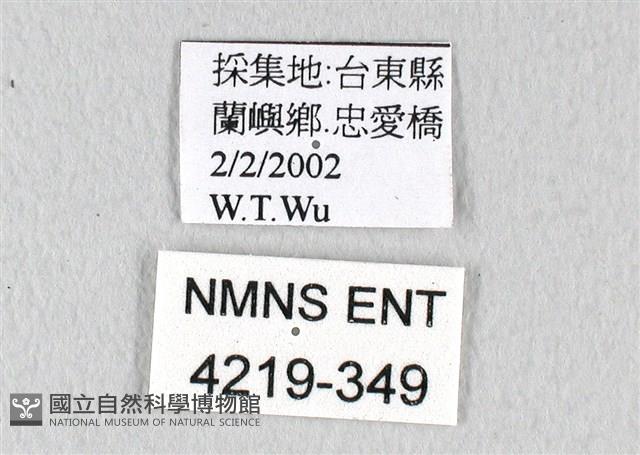 翠鳳蝶蘭嶼亞種藏品圖，第3張