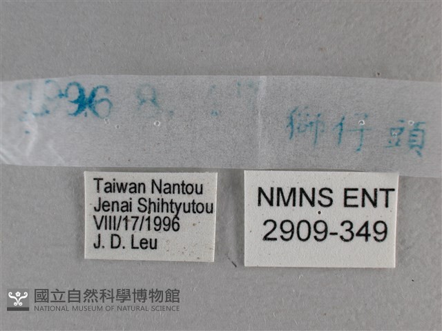 白斑弄蝶藏品圖，第3張