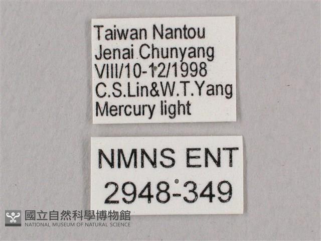 直翅六點天蛾藏品圖，第3張