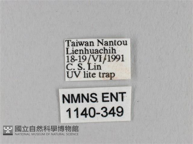 枯葉蛾科藏品圖，第3張