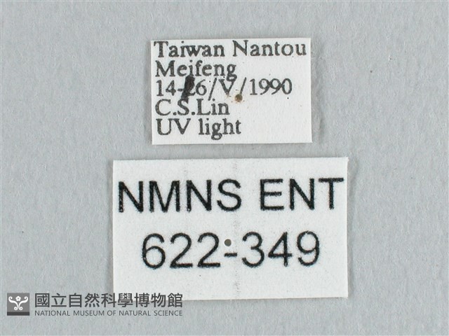 銀端帶鉤蛾藏品圖，第3張