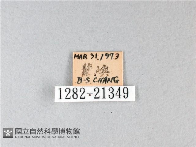 禾弄蝶藏品圖，第3張