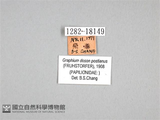 木蘭青鳳蝶藏品圖，第3張