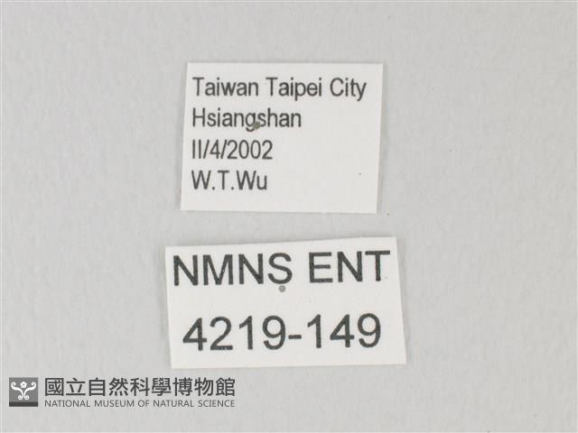靛色琉灰蝶藏品圖，第3張