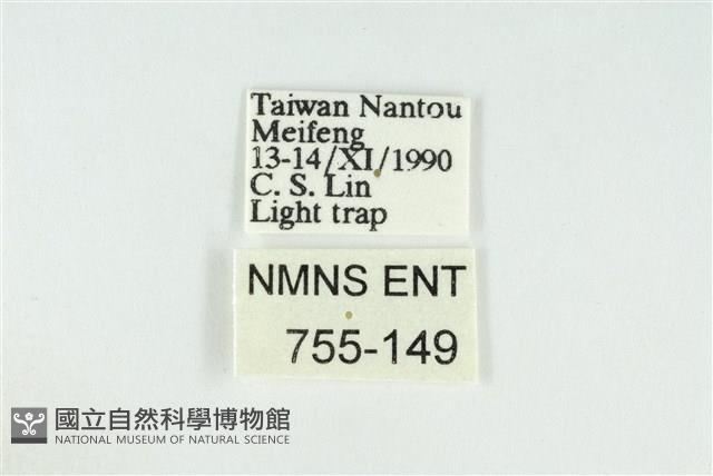 寬紋黃毒蛾藏品圖，第3張