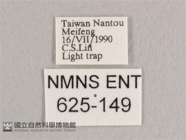 銀端帶鉤蛾藏品圖，第3張