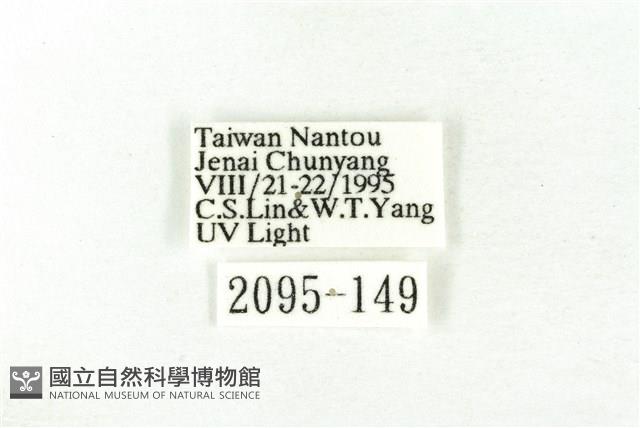 樹形尺蛾藏品圖，第3張