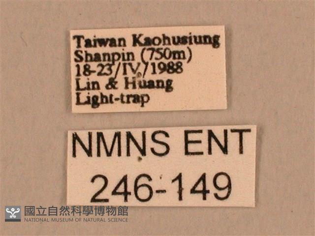 棕綠背線天蛾藏品圖，第3張