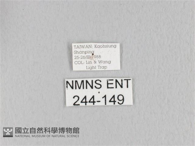 緣斑枯葉蛾藏品圖，第3張