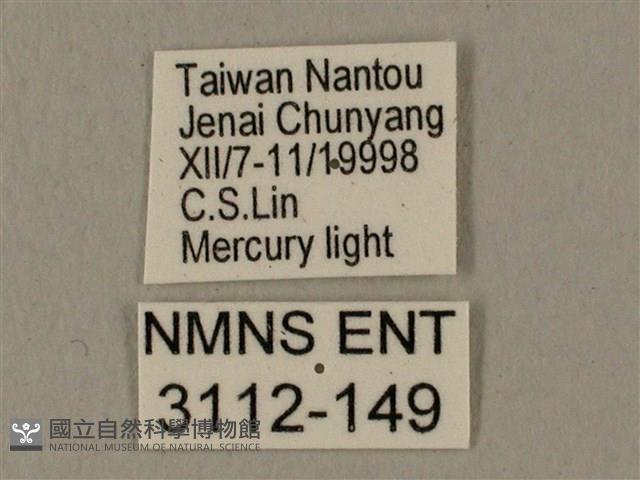 蝦殼天蛾藏品圖，第3張