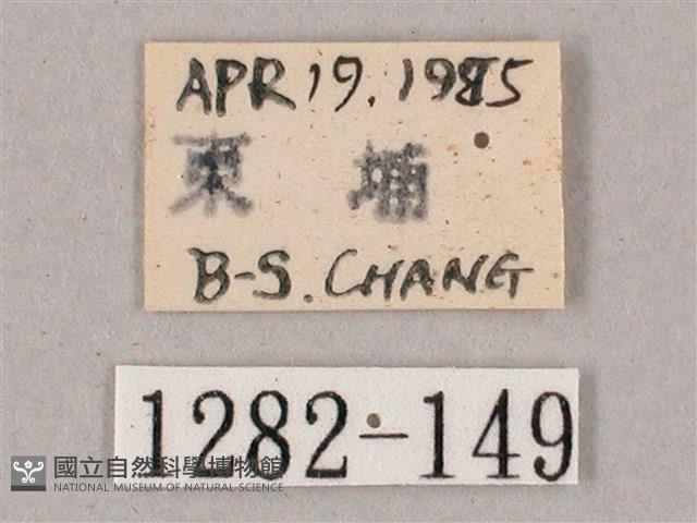 榆綠天蛾藏品圖，第3張