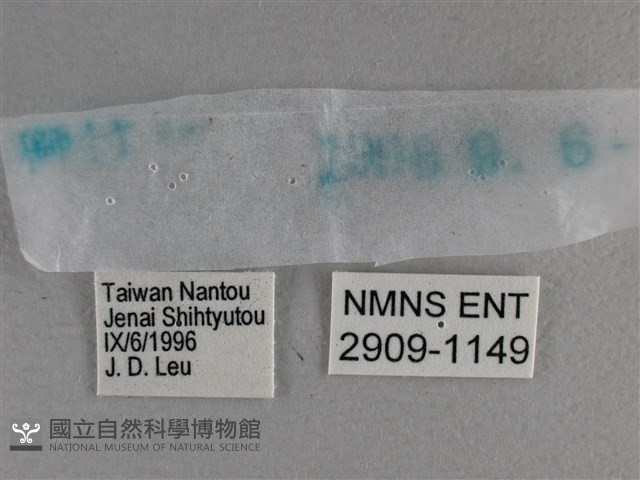 寬邊橙斑弄蝶藏品圖，第3張