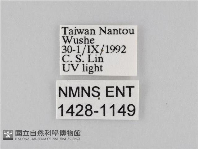 橙擬燈蛾藏品圖，第3張