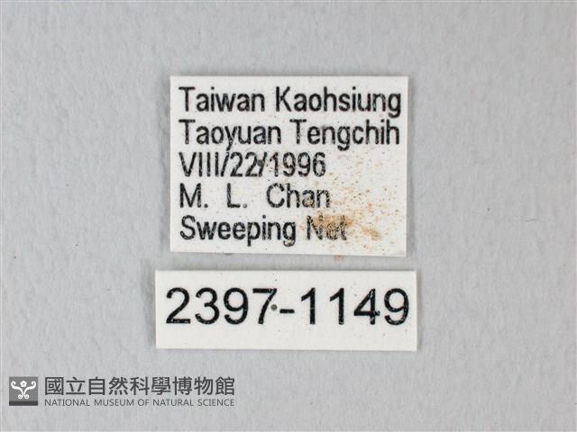 淡青雅波灰蝶藏品圖，第3張