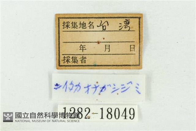 臺灣鐵灰蝶藏品圖，第3張