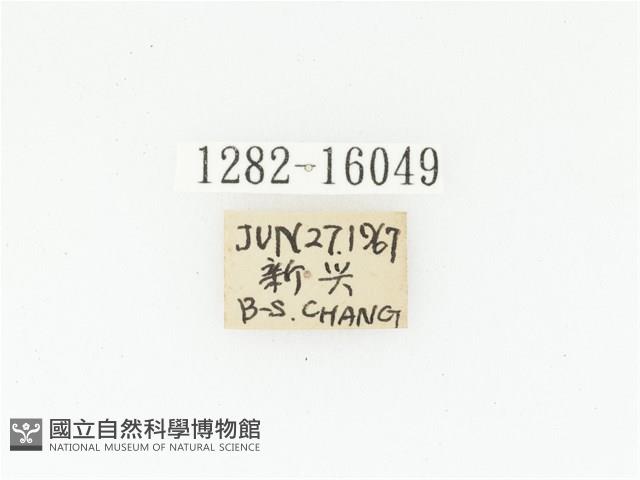 臺灣瘦花金龜藏品圖，第2張